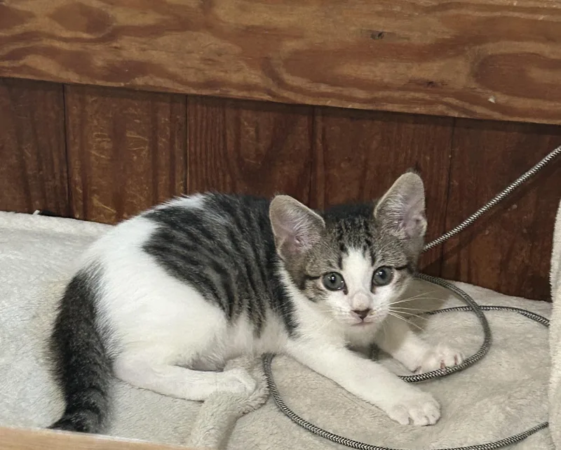 A baby small-sized female Domestic Short Hair cat named Larkspur for adoption in Havertown, PA