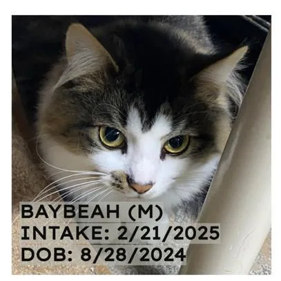 Baybeah