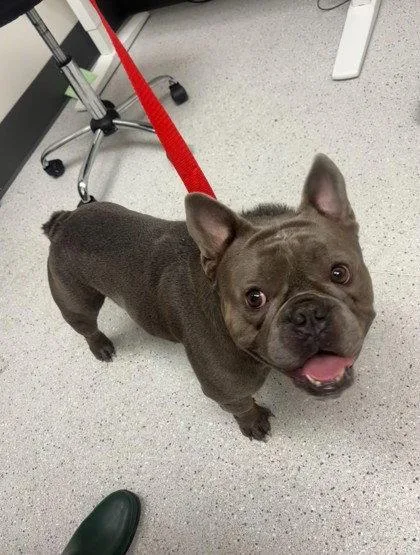An adult medium-sized male French Bulldog dog named Popcorn for adoption in Oakland, CA