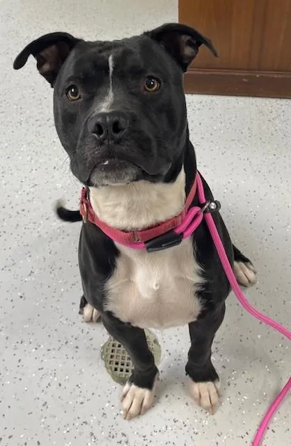 An adult medium-sized male Pit Bull Terrier dog named Viggo for adoption in Batavia, OH