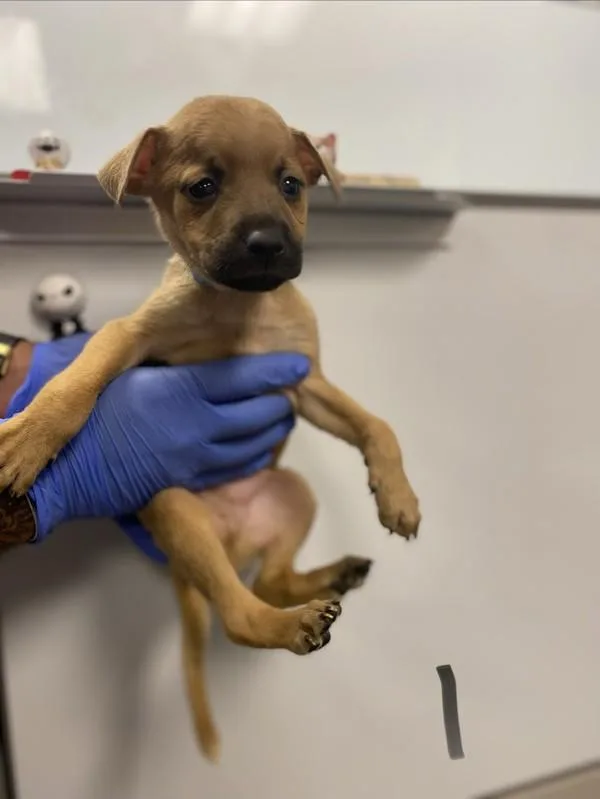 A baby medium-sized male Shepherd dog named Ralph for adoption in Victorville, CA