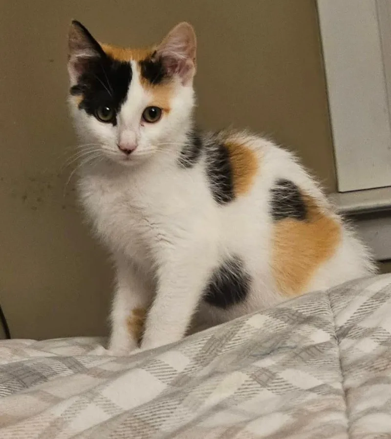 A baby medium-sized female Calico Domestic Short Hair cat named Jesse for adoption in Clayton, NJ