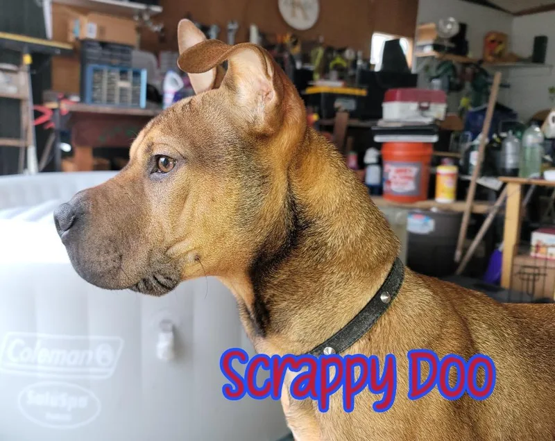 Scrappy Doo thumbnail 2