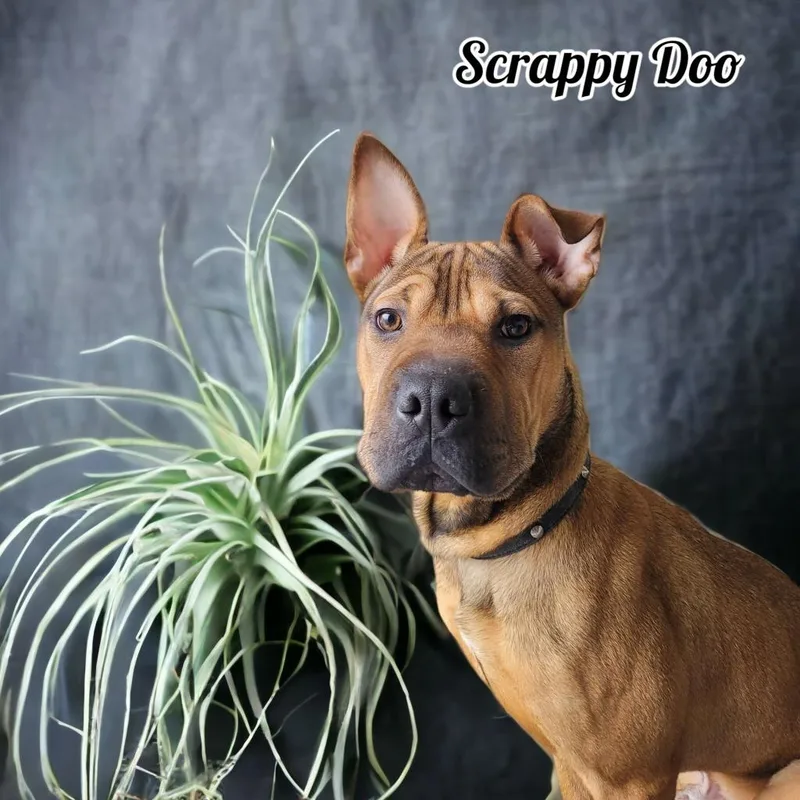 Scrappy Doo thumbnail 4