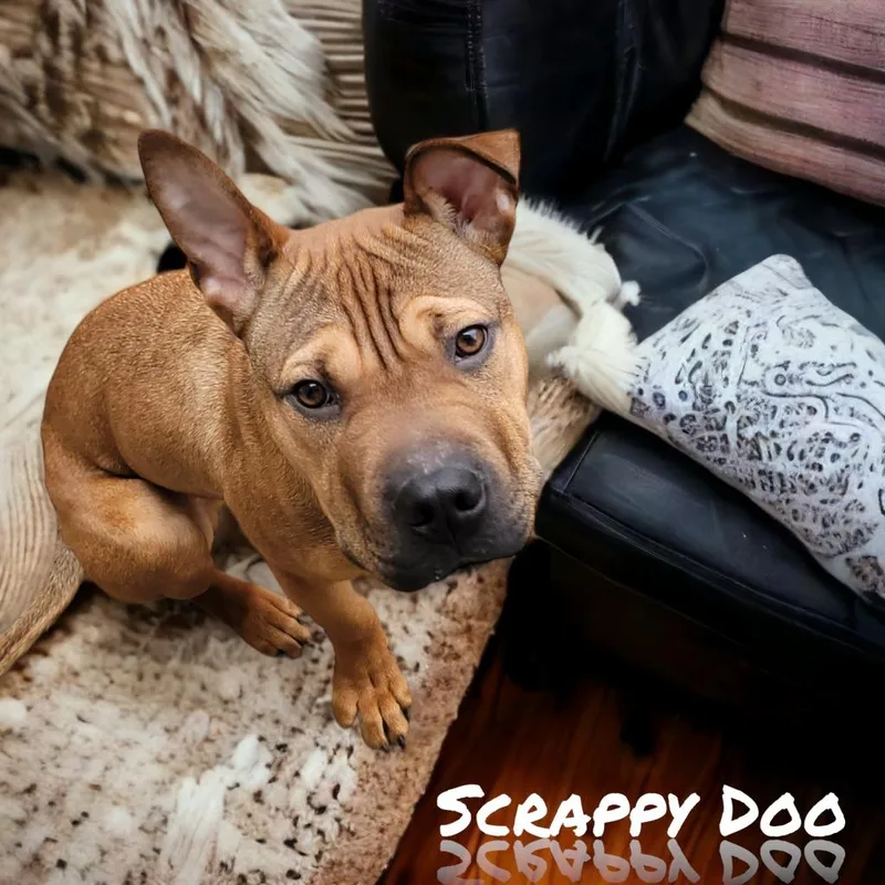 Scrappy Doo thumbnail 5