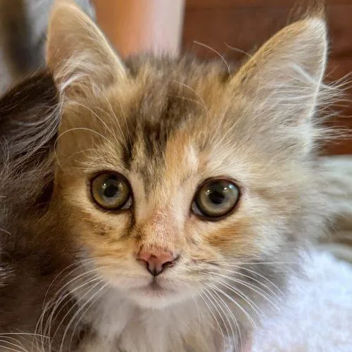 Cinnamon thumbnail 2