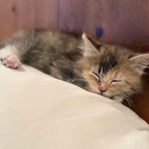 Cinnamon thumbnail 3