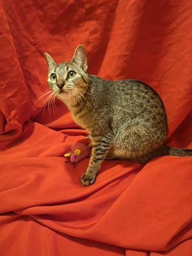 A baby medium-sized female Tabby (Brown / Chocolate) Domestic Short Hair cat named Maisey for adoption in Liverpool, TX