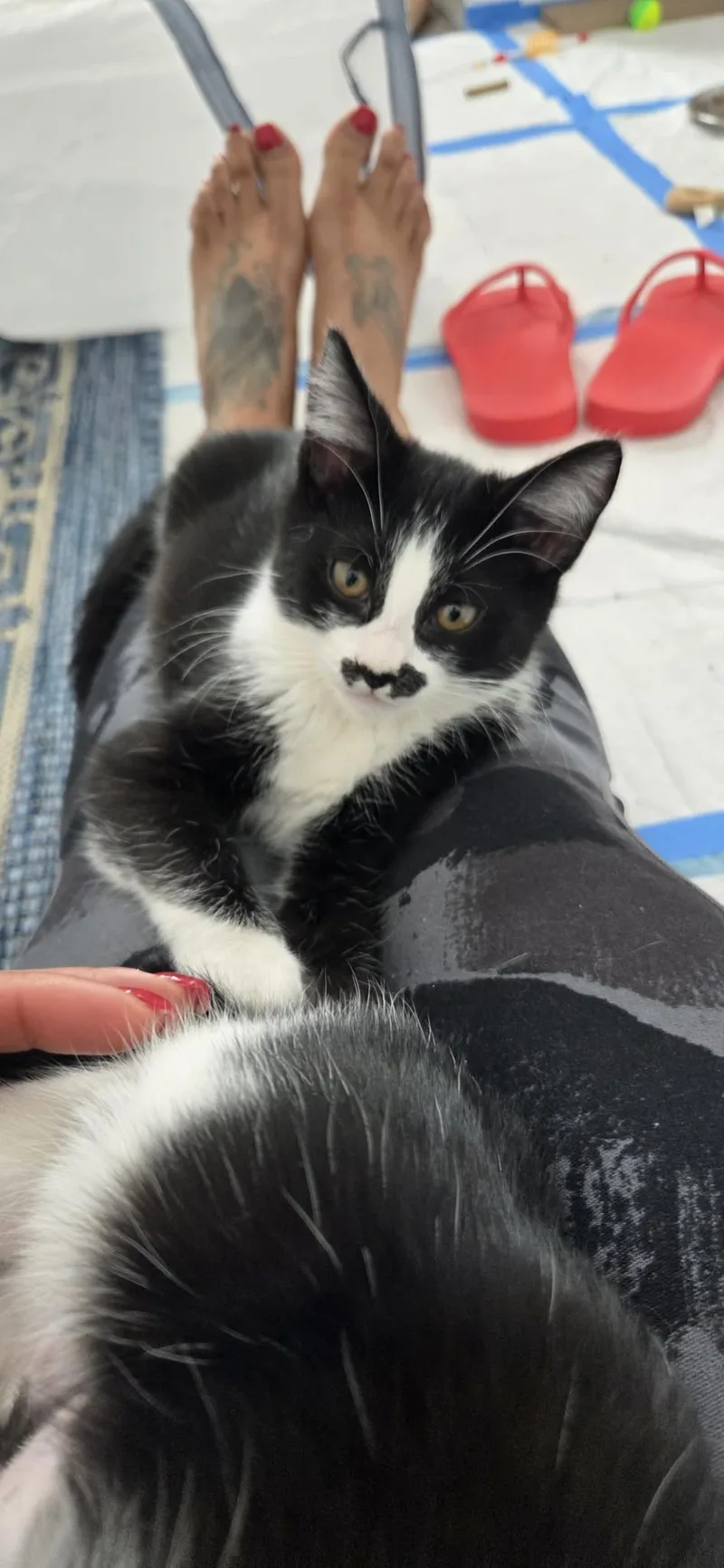 A baby small-sized female Black Domestic Short Hair cat named Stache for adoption in La Jolla, CA
