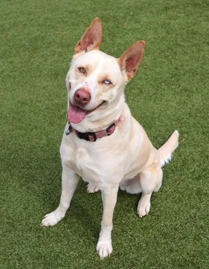An adult large-sized female Mixed Breed dog named Sugar for adoption in Athens, GA