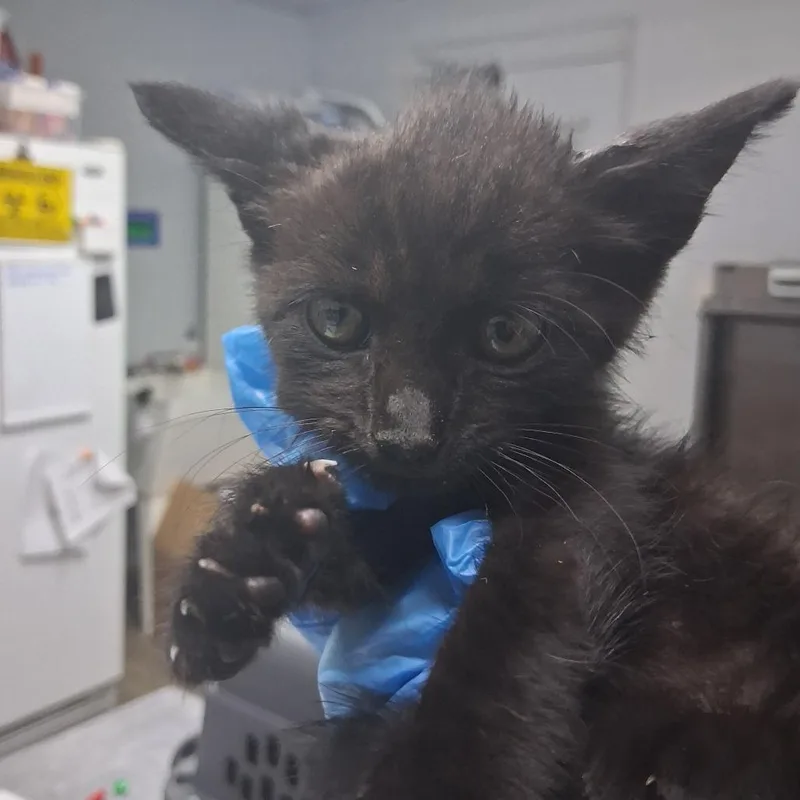 A baby small-sized male Black Domestic Short Hair cat named Casino for adoption in Summerville, SC