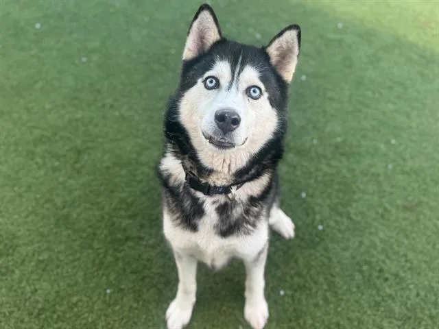 An adult large-sized male Mixed Breed dog named Hubert for adoption in Dallas, TX