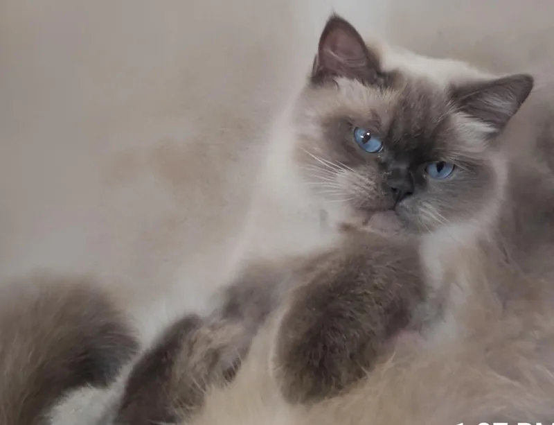 A young medium-sized female British Shorthair cat named Blue for adoption in Snow Hill, MD