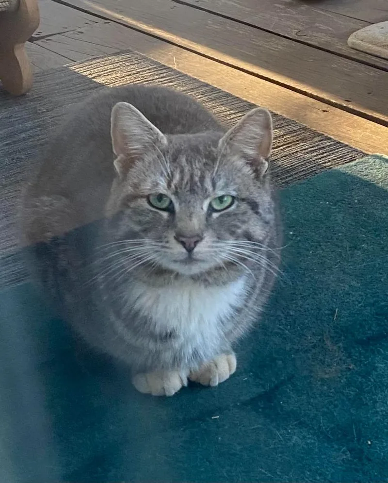 A young medium-sized male Domestic Short Hair cat named Simon for adoption in Rutherfordton, NC