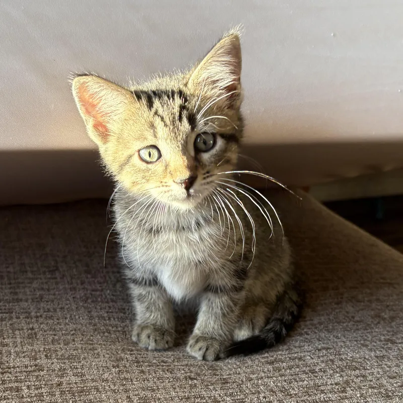 A baby large-sized male Tabby (Gray / Blue / Silver) Domestic Short Hair cat named Eira for adoption in Colcord, OK
