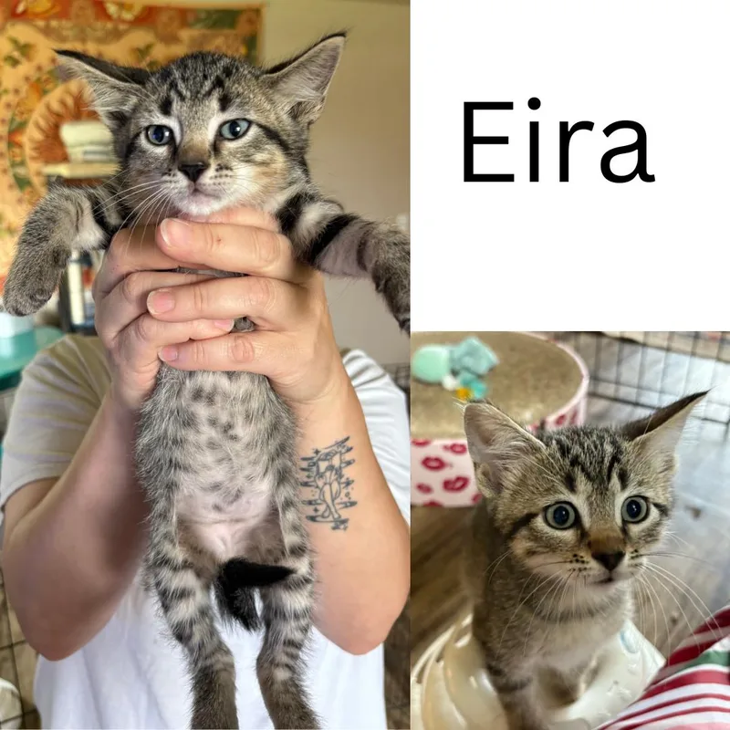 Eira thumbnail 2