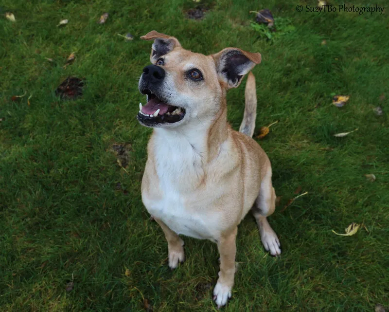 An adult medium-sized male Yellow Labrador Retriever dog named Baker for adoption in Montrose, CO