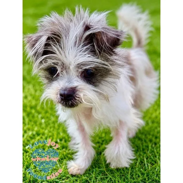 An adult small-sized female White / Cream Shih poo dog named Chloe Coh for adoption in Inglewood, CA