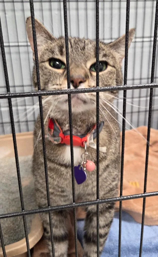 A senior medium-sized female Domestic Short Hair cat named Anamoly for adoption in Muskegon, MI