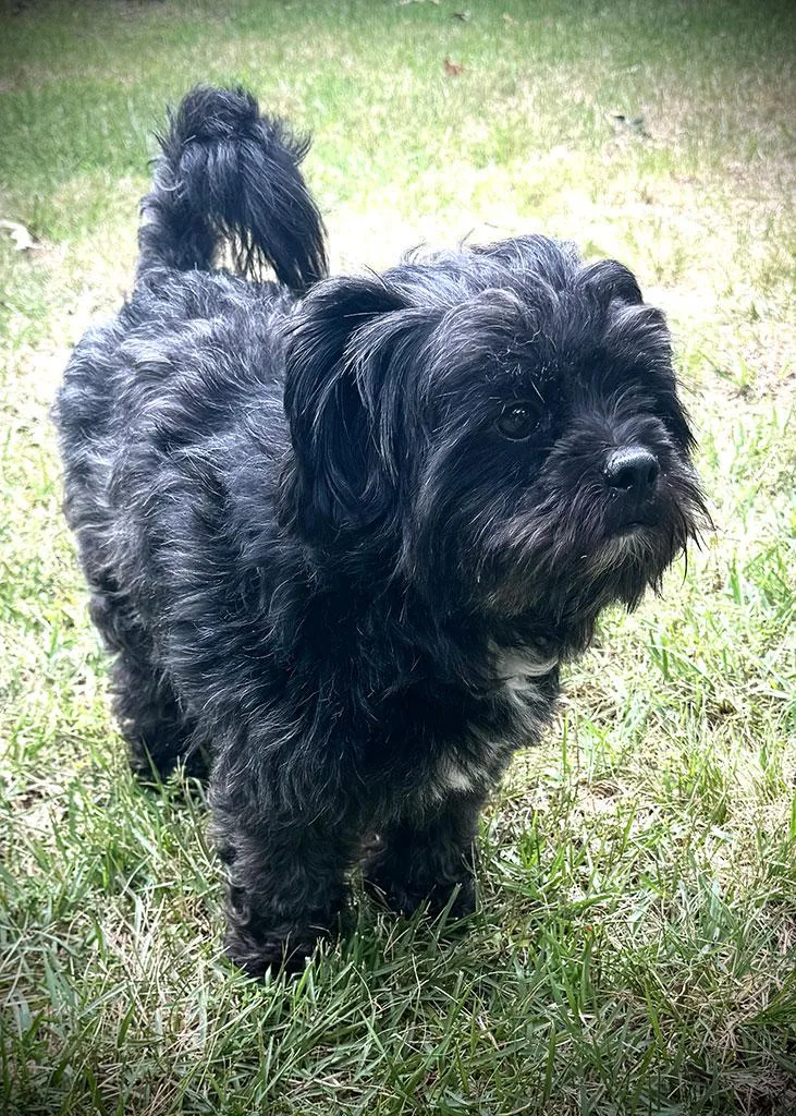 Franklin