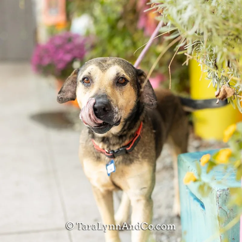 An adult large-sized male Black Hound dog named Trae for adoption in Wake Forest, NC