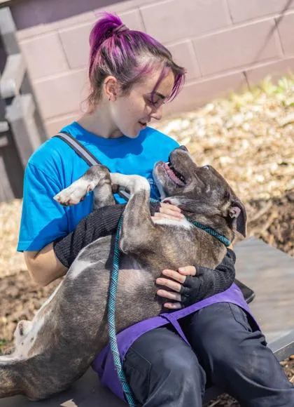 An adult medium-sized male Mixed Breed dog named Galleon for adoption in Chamblee, GA