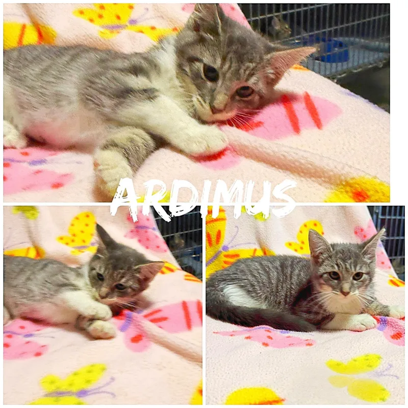 A baby medium-sized male White Domestic Short Hair cat named Ardimus for adoption in Saint James, MO