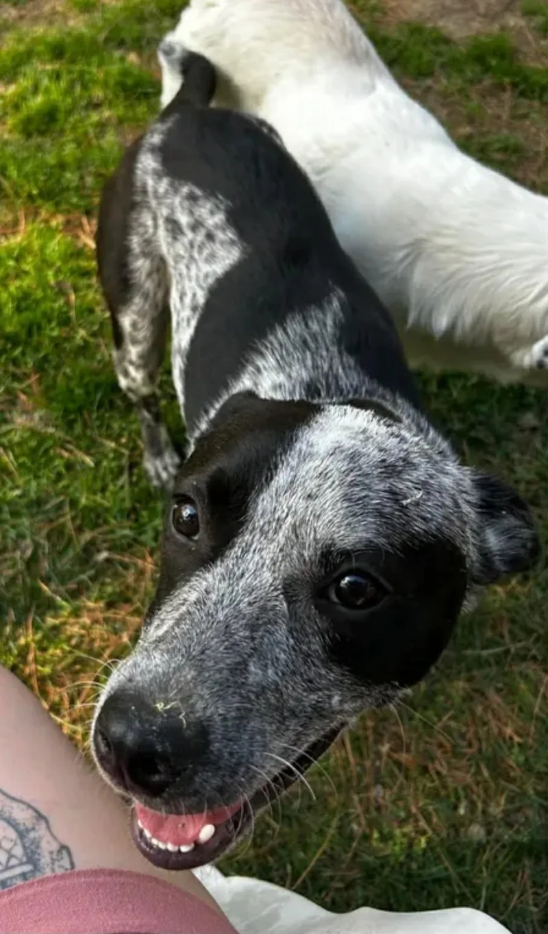 An adult medium-sized male Black Australian Cattle Dog / Blue Heeler dog named Lennox for adoption in Fort Payne, AL