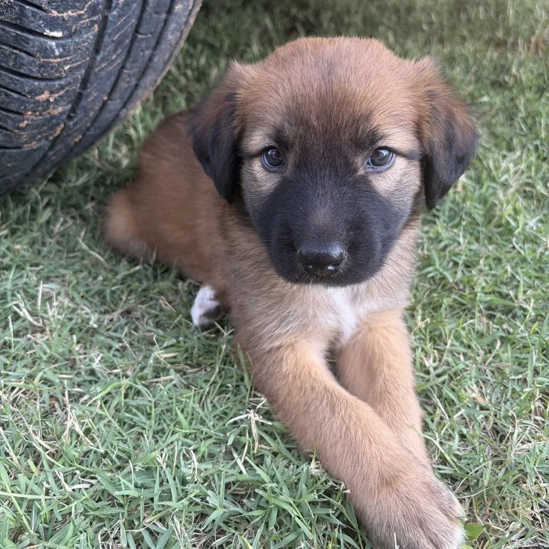 A baby small-sized female Brown / Chocolate Shepherd dog named Spud for adoption in Midland, TX