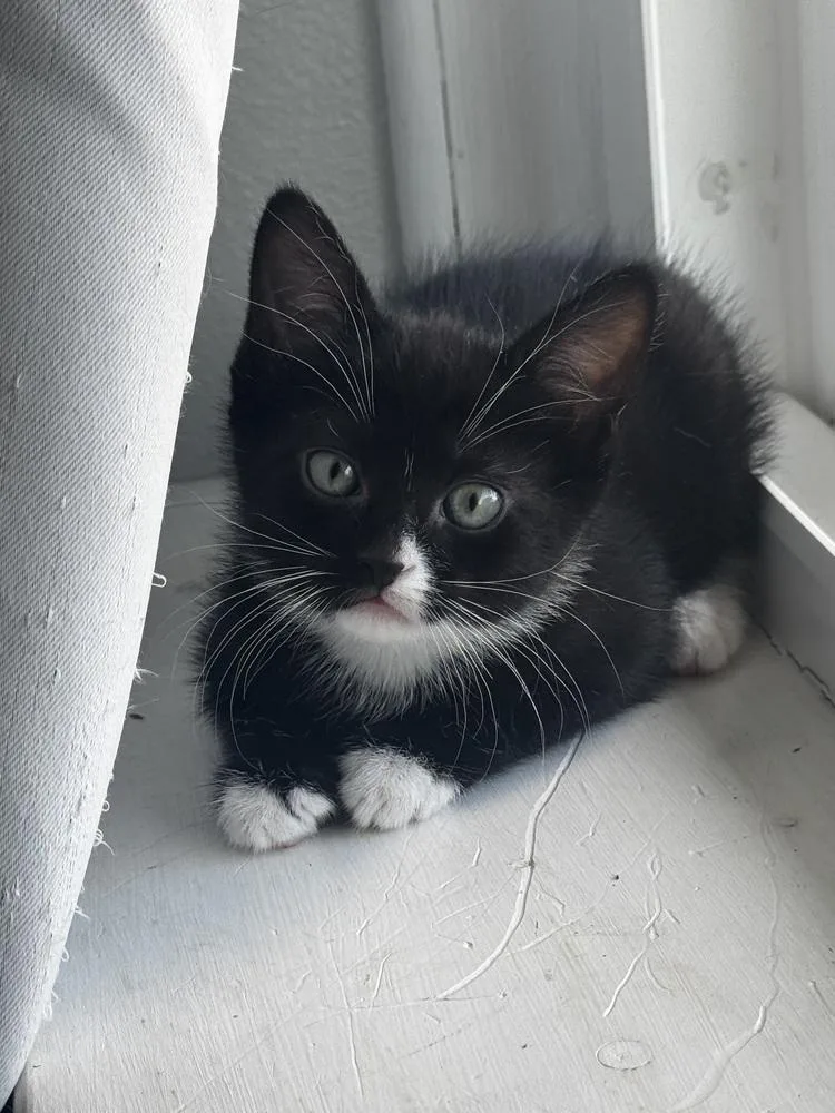 A baby small-sized female Black & White / Tuxedo Domestic Short Hair cat named Queenie for adoption in Telford, PA