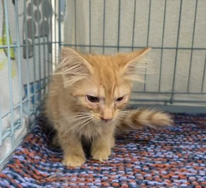 A baby small-sized male Domestic Short Hair cat named Feta for adoption in Gainesville, FL