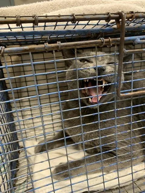 An adult large-sized male Domestic Short Hair cat named Mac for adoption in San Jose, CA