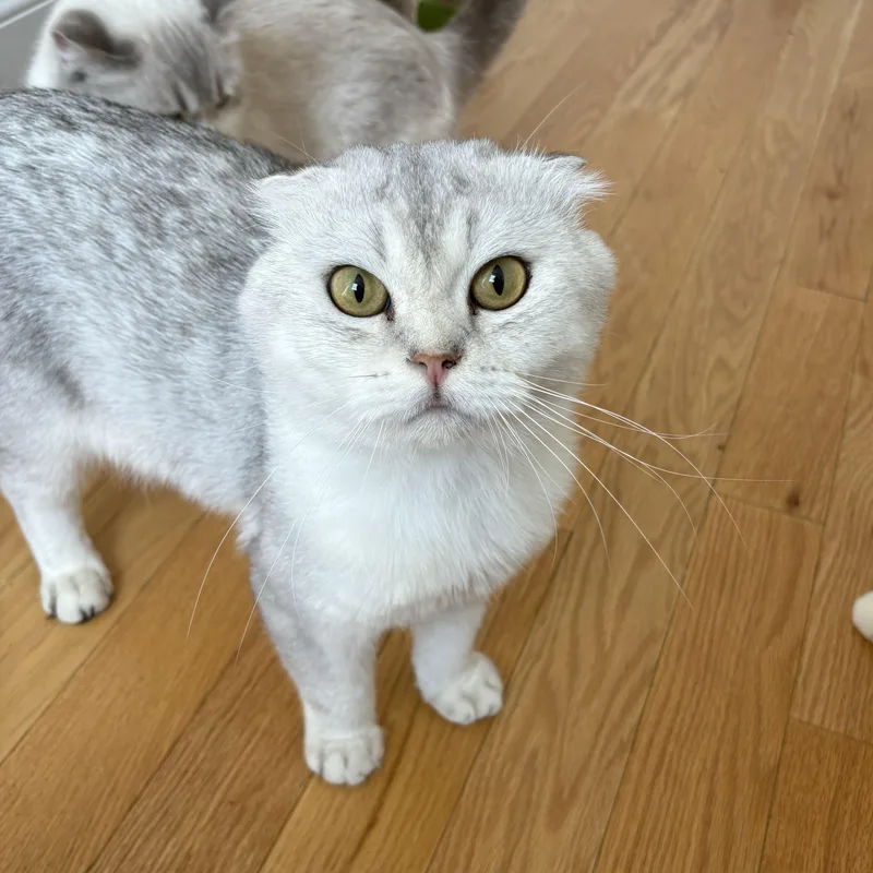 An adult medium-sized male Tabby (Gray / Blue / Silver) Scottish Fold cat named Titan for adoption in BROOKLYN, NY