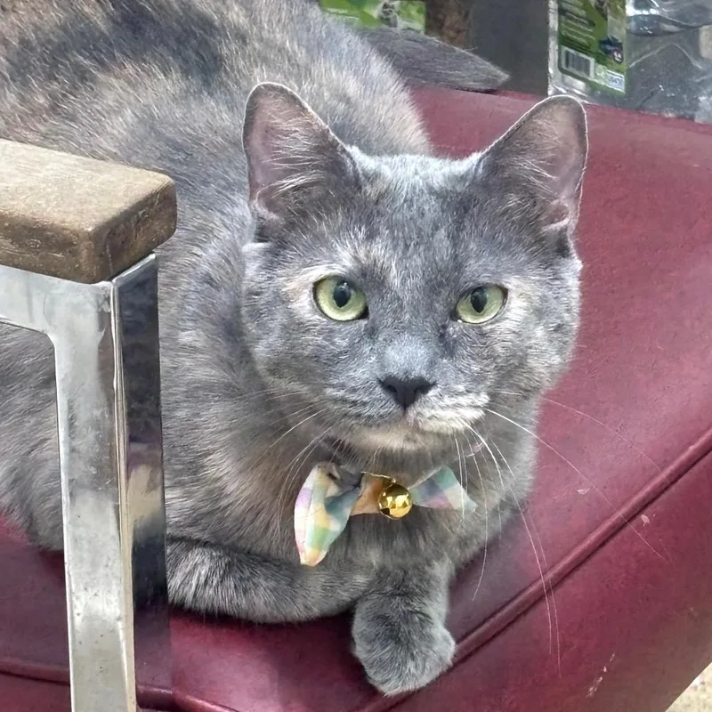 An adult small-sized female Buff / Tan / Fawn Domestic Short Hair cat named Storm C for adoption in Napoleon, OH