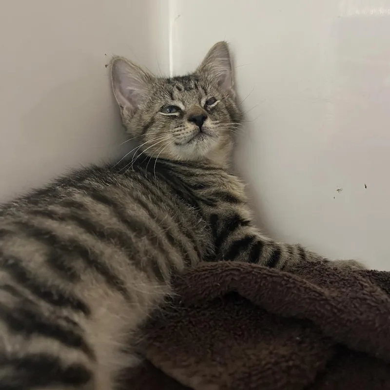 A baby small-sized female Brown / Chocolate Domestic Medium Hair cat named Olive for adoption in Charleston, WV