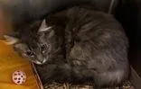An adult medium-sized female Calico Domestic Long Hair cat named Adellina for adoption in Portsmouth, OH