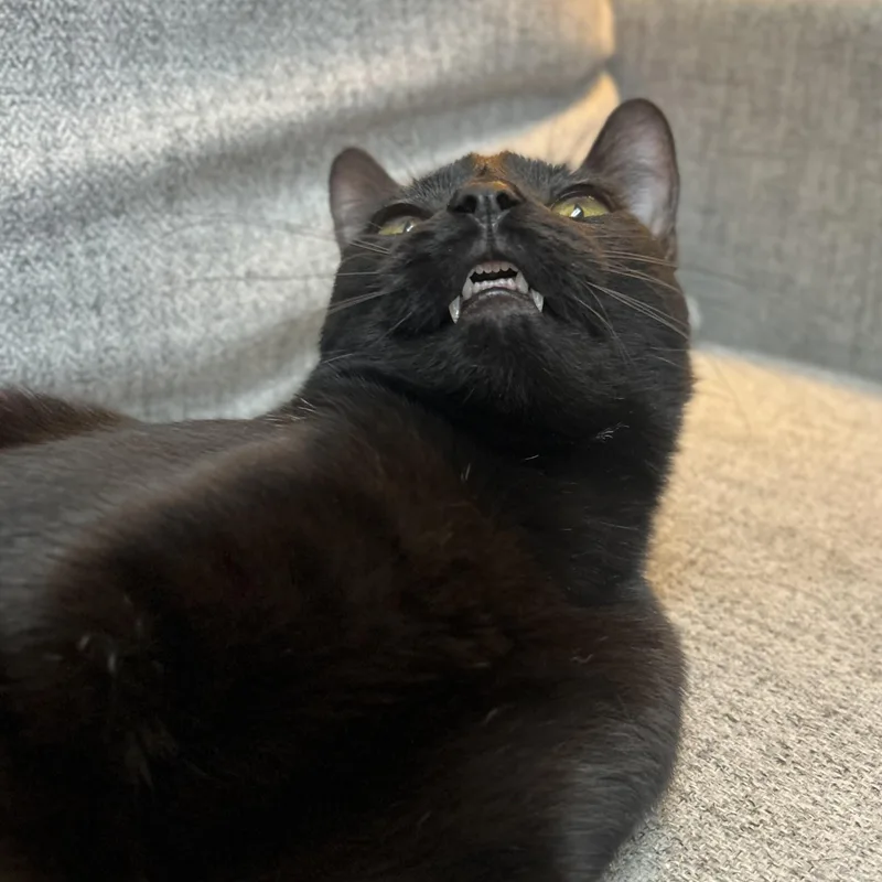 A young medium-sized male Black Domestic Short Hair cat named Pasta Salad for adoption in Columbus, OH