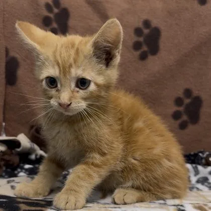 A baby small-sized male Domestic Short Hair cat named Billy Bob for adoption in Janesville, WI