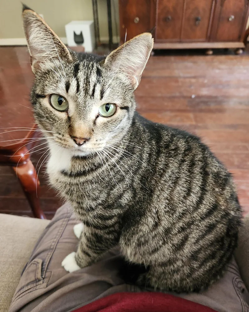 An adult medium-sized female Tabby (Brown / Chocolate) Tabby cat named Annie for adoption in Flint, TX