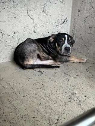 A baby small-sized female Pit Bull Terrier dog named Harlow for adoption in Gainesville, FL
