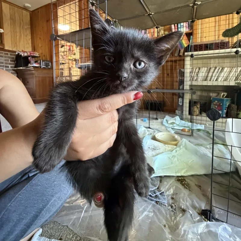 A baby small-sized female Black Domestic Short Hair cat named Ash for adoption in Carmel, IN