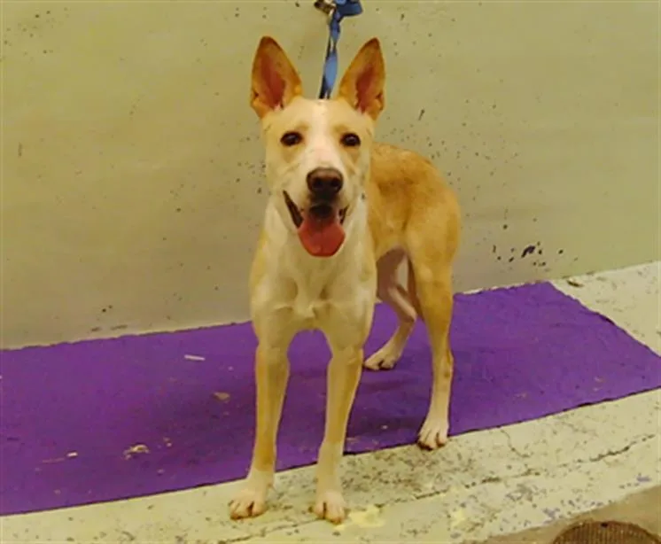 A young medium-sized female Labrador Retriever dog named Baby Girl for adoption in Houston, TX
