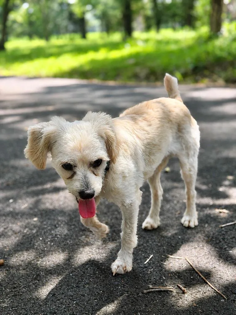 A young small-sized male Poodle dog named Clancy for adoption in Princeton, MA
