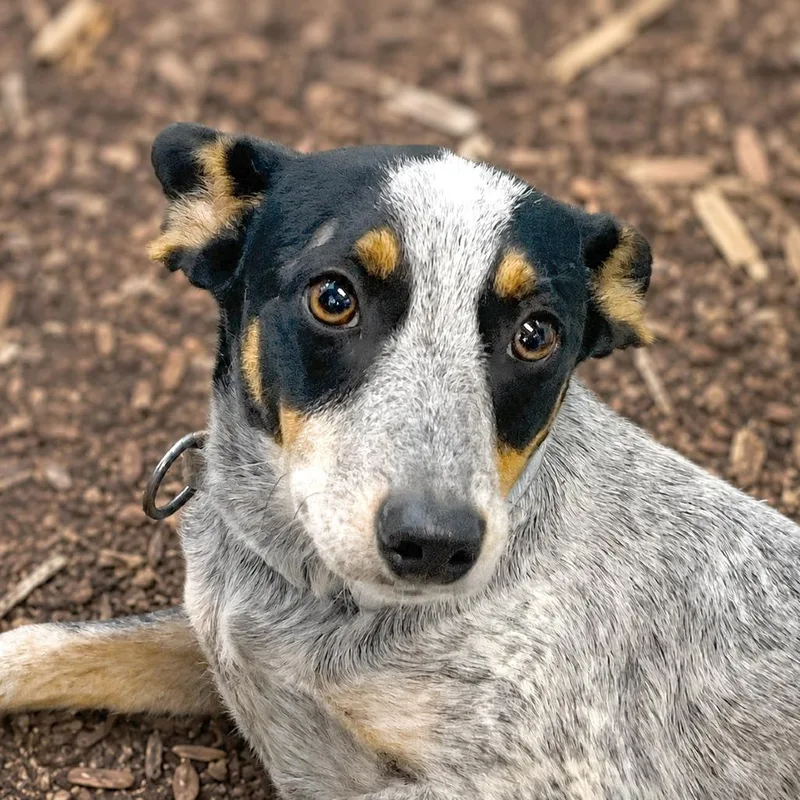 A young small-sized male Black Australian Cattle Dog / Blue Heeler dog named Benny Blue for adoption in Boerne, TX
