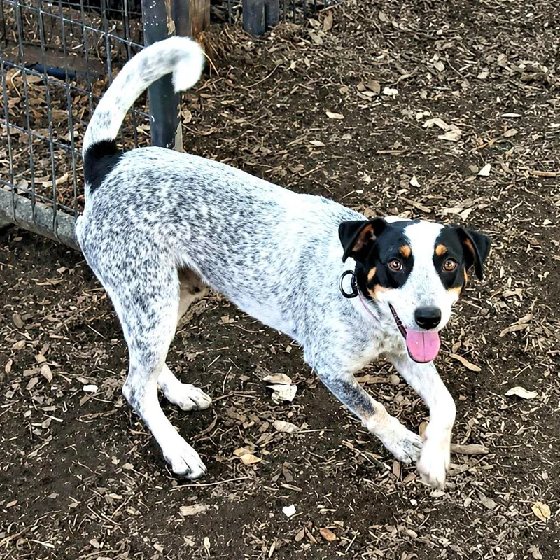 Benny Blue thumbnail 3