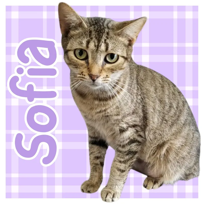 An adult medium-sized female Tabby (Brown / Chocolate) Domestic Short Hair cat named Sofia for adoption in Aransas Pass, TX