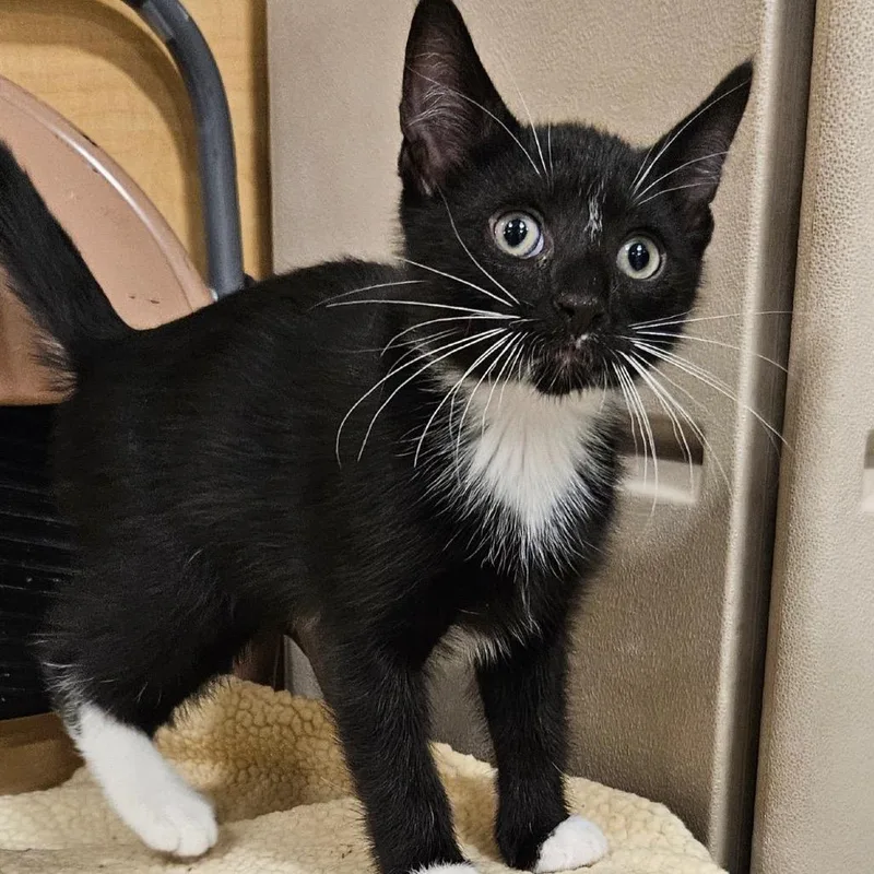 A baby small-sized male Black Domestic Short Hair cat named Chubby Hubby for adoption in Wilmington, DE