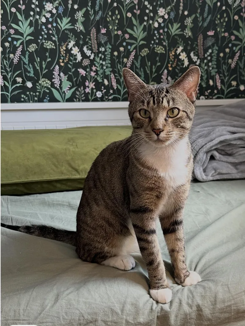 A young medium-sized male Domestic Short Hair cat named Vice Versa for adoption in Brooklyn, NY