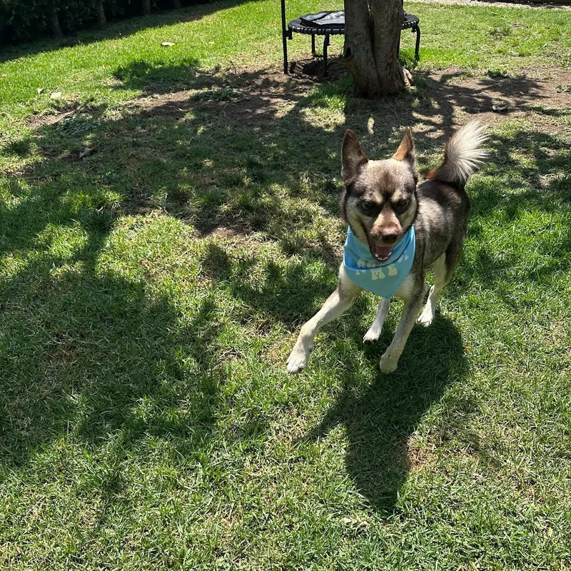 A young medium-sized male Brown / Chocolate Husky dog named Arlo for adoption in Thousand Oaks, CA