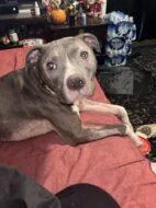 An adult medium-sized male Mixed Breed dog named Rolo Fka Worm for adoption in West Chester, PA